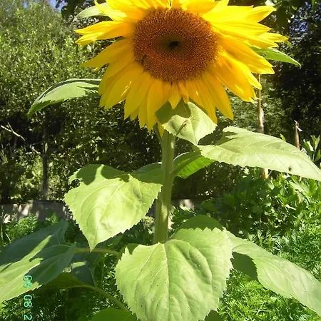 Frühstückspension Gasthof Brentwirt Leogang